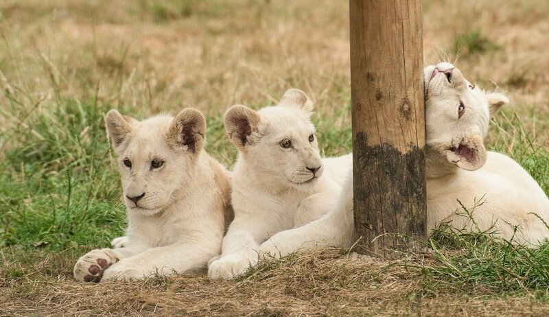 Белые львята «поштучно и недорого»: цари зверей за 138 000 $
