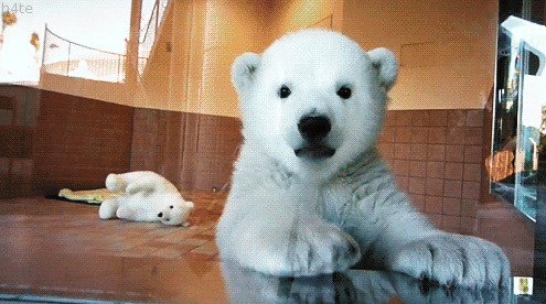 Если вы съедите печень белого медведя, то вы, вероятно, умрете