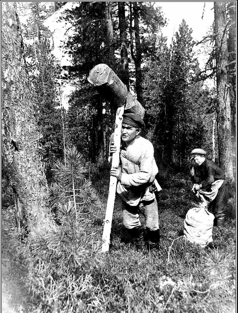 Молот для сбивания шишек с кедра, Прибайкалье, 1917 год.