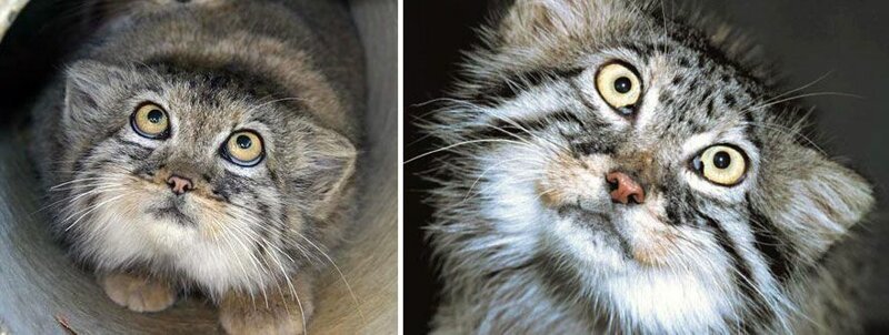 Манул — самая фотогеничная кошка в мире