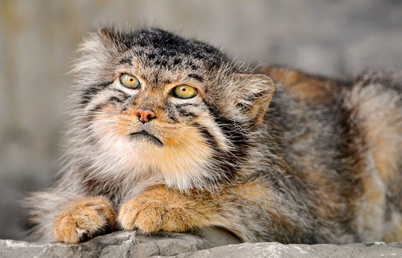 Манул — самая фотогеничная кошка в мире