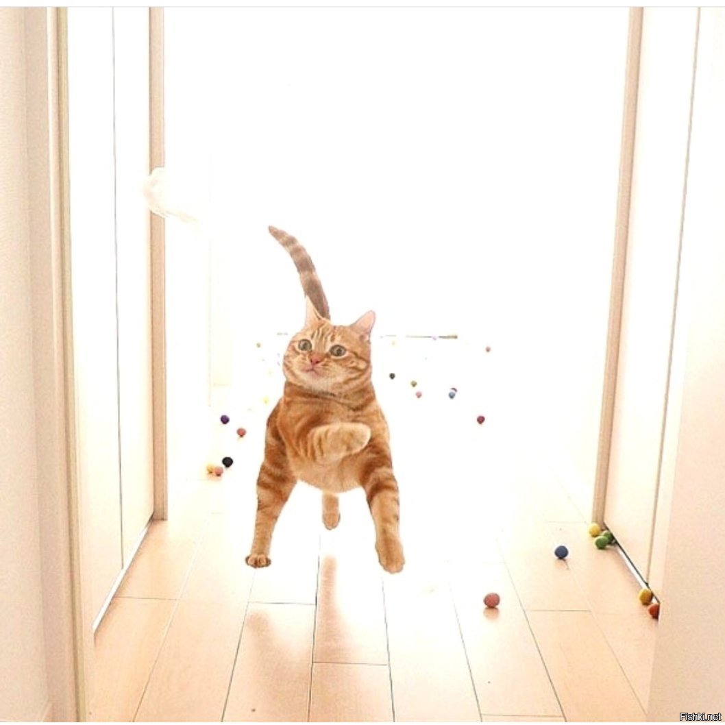 Кот и прищепка
