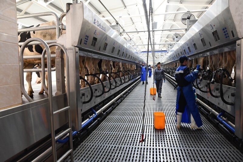 Крупный молочный комплекс введён в эксплуатацию в Курской области