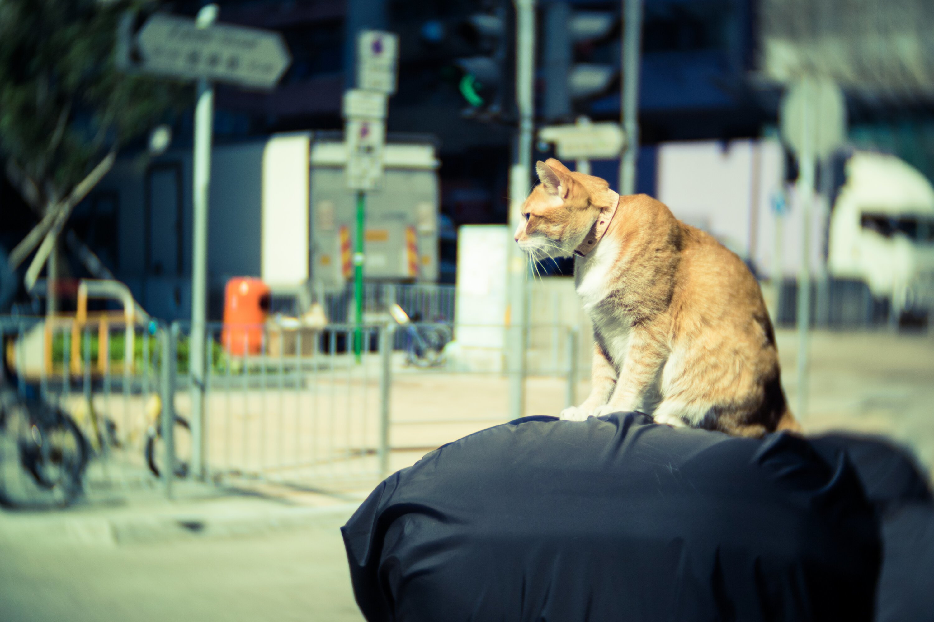Hello street cat live. Кошки на улице фото. Уличные коты Тбилиси. Кошачий город Сяоми. Корея кошки на улице.