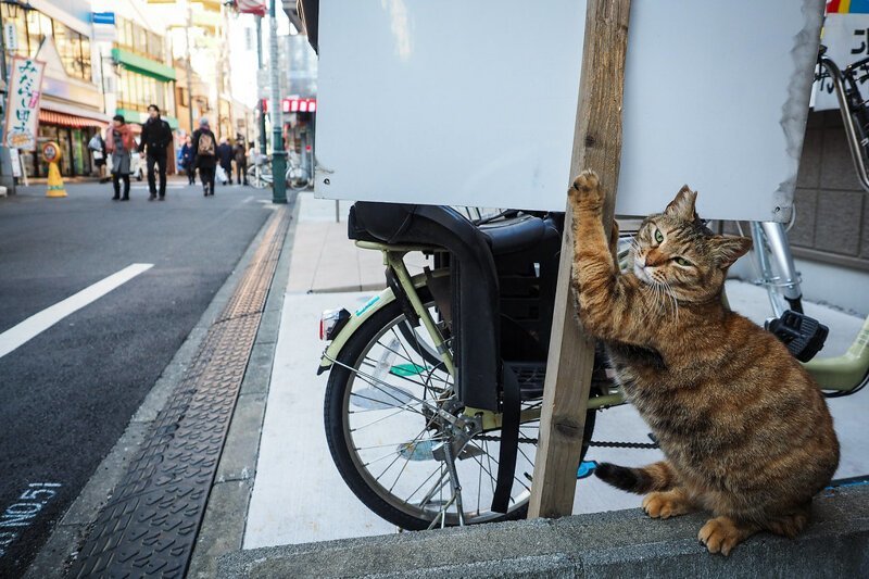 Hello street cat издевательство