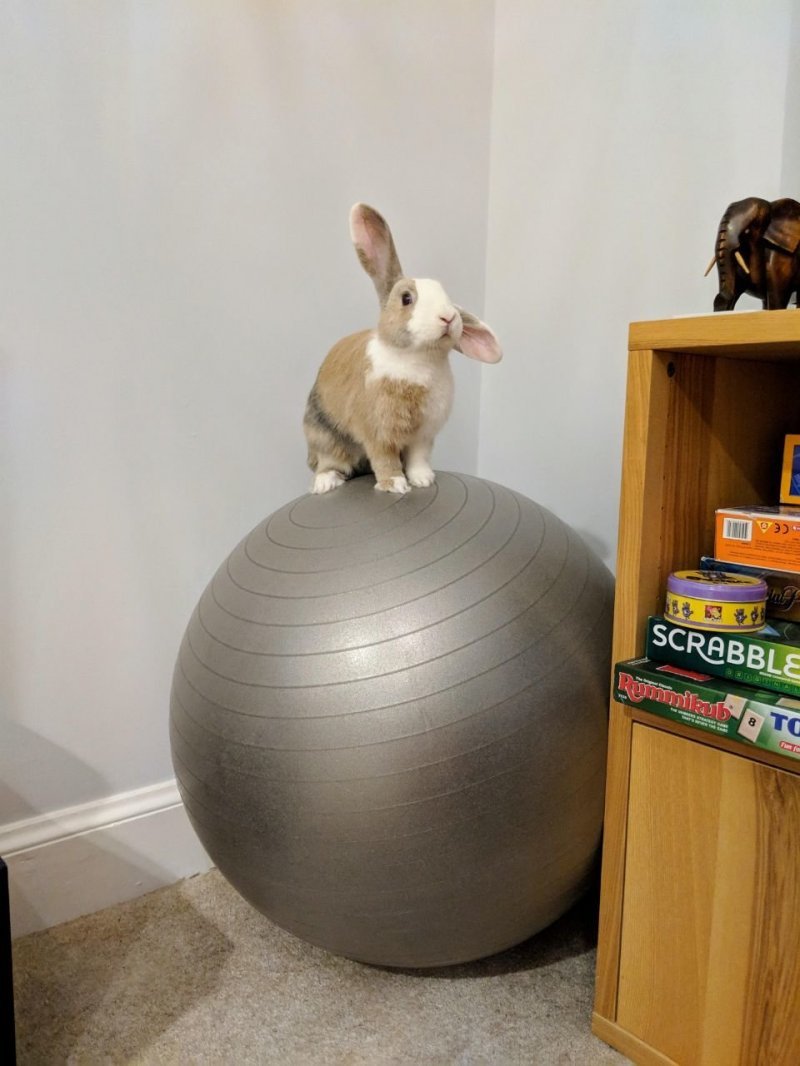 Кролик на шаре