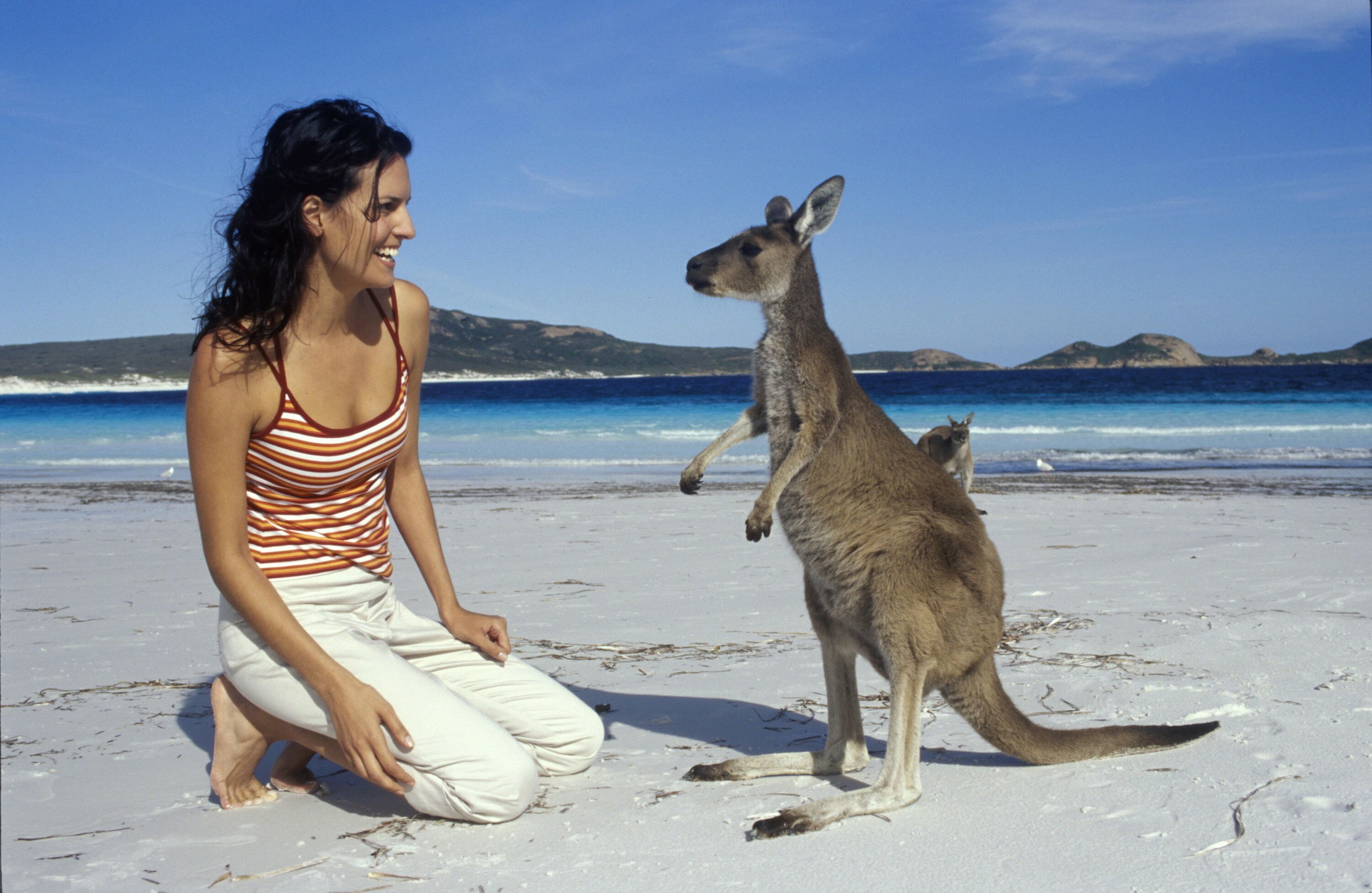 Остров кенгуру в Австралии для туристов