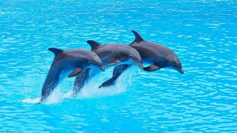 1. Из-за того, что дельфин живет под водой, его слуховые рецепторы устроены по-особому. Это животное обладает удивительной способности к эхолокации. Это позволяет дельфинам улавливать звуки и передавать информацию друг другу на большом расстоянии.