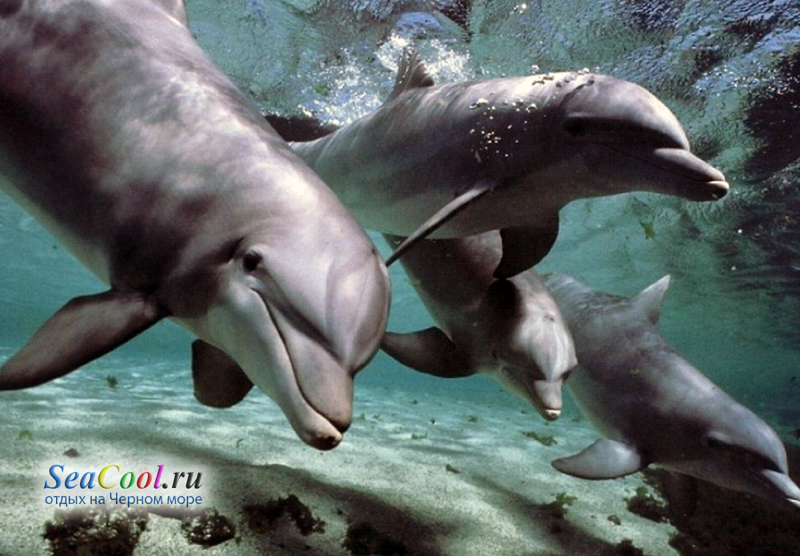 24. У дельфинов необычный характер сна. В отличие от других млекопитающих, в состоянии медленного сна у них попеременно находится только одно из двух полушарий мозга.