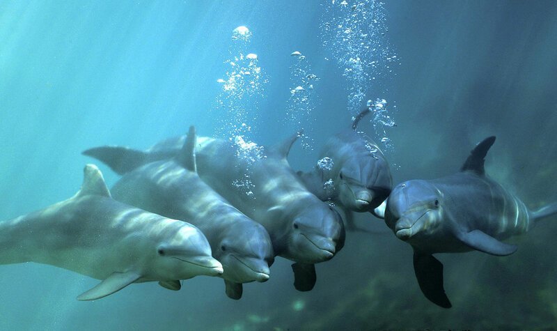 7. Несмотря на то, что дельфины живут в воде и выглядят подобно другим морским жителям, они гораздо ближе к людям, чем кажется. Дельфин — теплокровное животное, которое рожает детёнышей и кормит их молоком, а не мечет икру. 