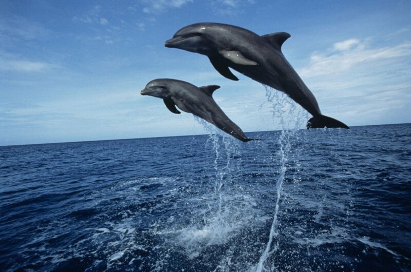 12. Дельфины в целом всеядны — что найдут, тем и питаются. Но предпочитают они всё-таки рыбу.