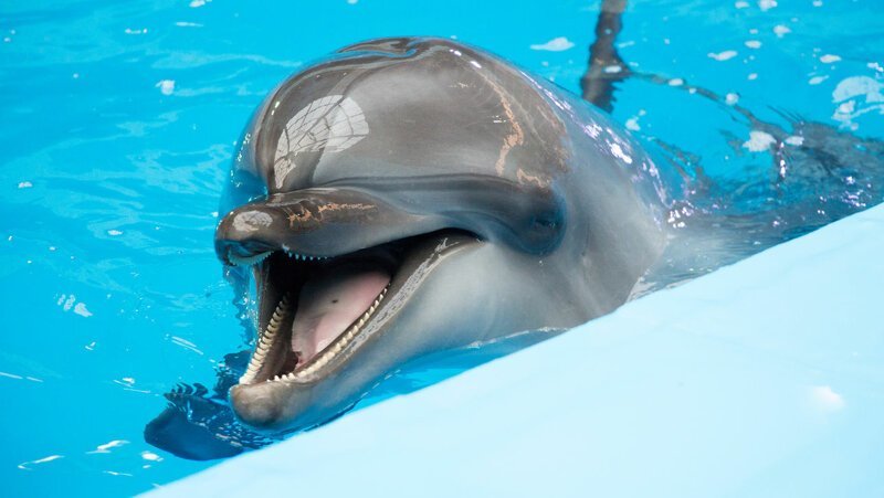6. Дельфины сразу глотают пищу, не пережёвывая, так как их челюсти не приспособлены для жевания.
