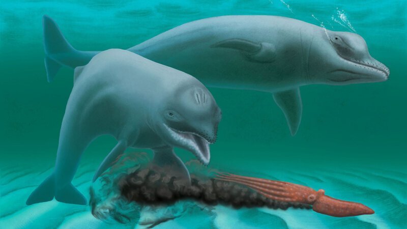 10. При плавании дельфины умеют развивать и долгое время поддерживать скорость в 40-50 км/ч.