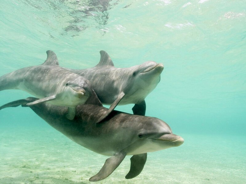 15. В природе существует почти сорок видов дельфинов, а их ближайшие родственники — касатки, киты и морские коровы.
