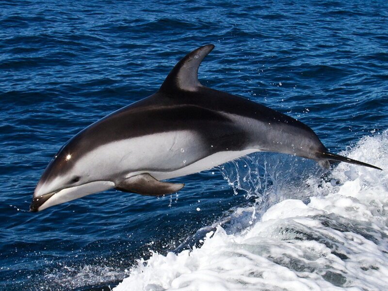 16. Дельфины общаются с помощью звуковых сигналов разной частоты, которые нам напоминают свист или щёлканье.