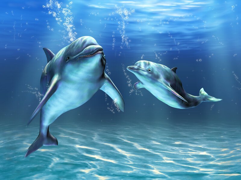 18. Большинство видов дельфинов обитает в солёной воде, но есть и пресноводные виды.