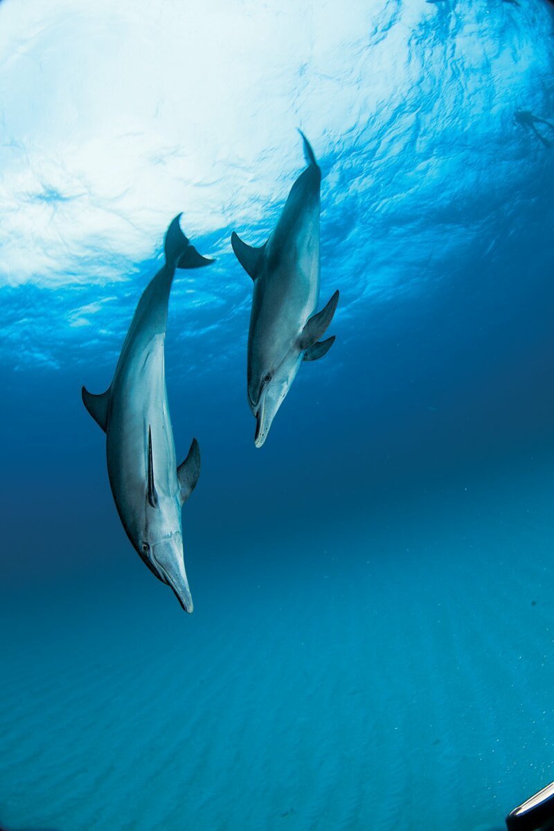 26. Недавно было обнаружено, что язык тела дельфинов во многом соответствует правилам вербальных коммуникаций человека.