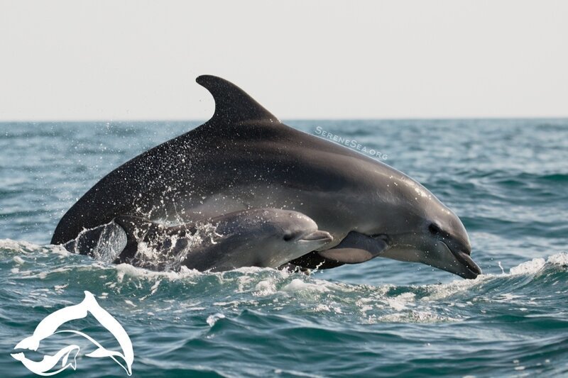 27. Абсолютно уникальная особенность дельфинов — они могут «заглянуть внутрь» человека, как ультразвуковой прибор: например, они быстро определяют чужую беременность. 