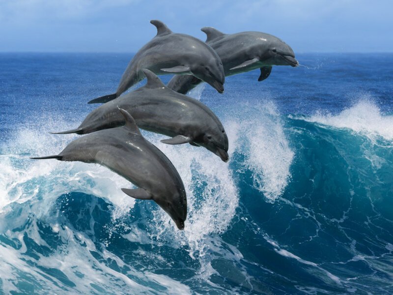 29. В азиатской реке Ганг водятся уникальные индские дельфины. Эти животные слепы от рождения, поэтому обладают феноменально чутким эхолокатором.
