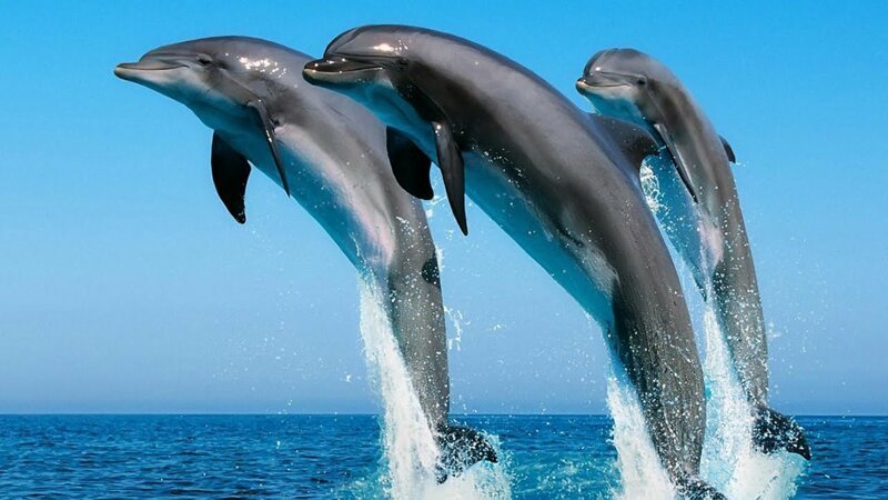 28. Дельфины дышат осознанно, а не рефлекторно, как мы. К примеру, находящийся под наркозом дельфин не смог бы дышать самостоятельно.