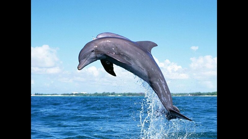 30. В среднем дельфин может задержать дыхание на восемь-десять минут.