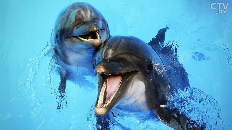 31. Дельфины любят заниматься серфингом. Например, у берегов Гавайских островов можно нередко наблюдать дельфинов-серферов, играющих на мощных волнах.