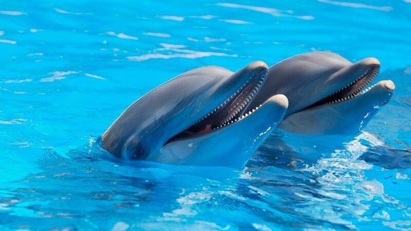 33. У дельфинов зафиксированы случаи суицида, когда они намеренно переставали дышать. Чем они были вызваны — неизвестно.