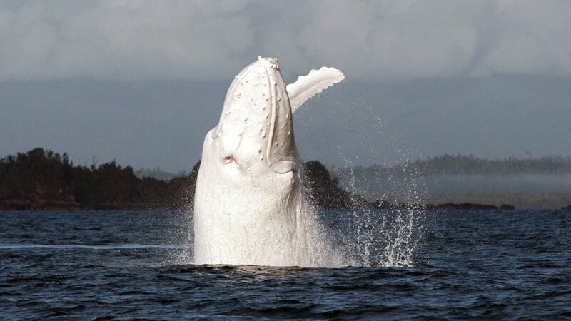 12. Мигалу — один из самых знаменитых китов