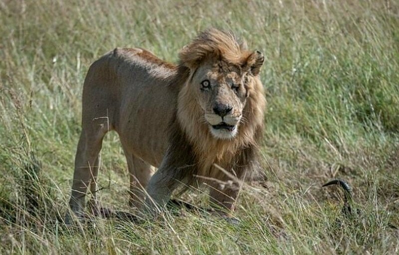 Одноглазый лев: двойник диснеевского Шрама из Кении