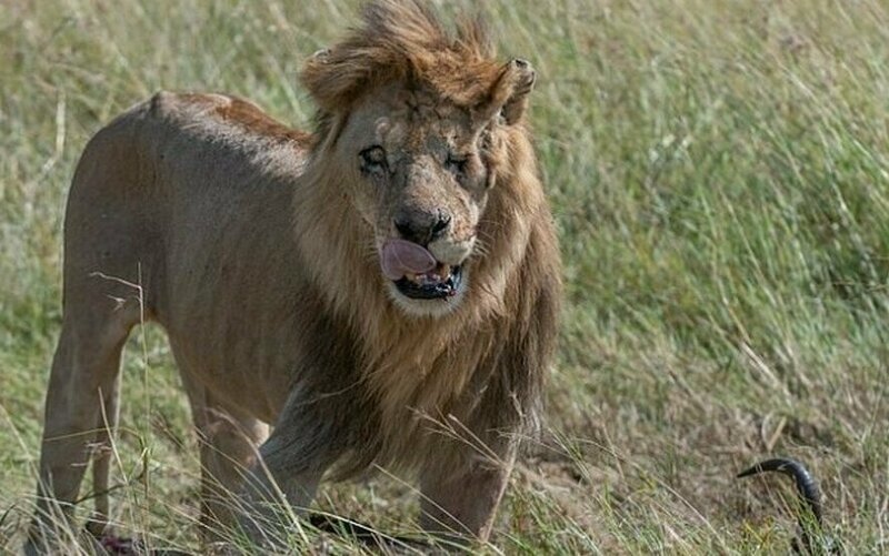 Одноглазый лев: двойник диснеевского Шрама из Кении