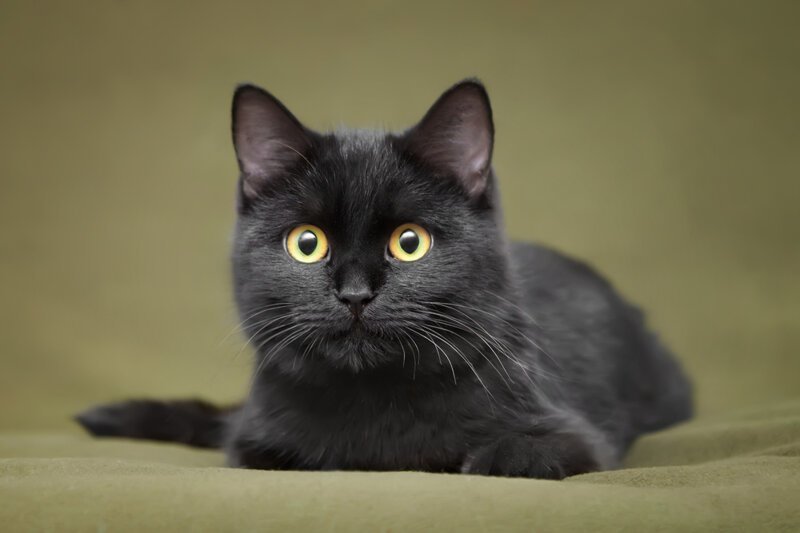 Породы черных кошек