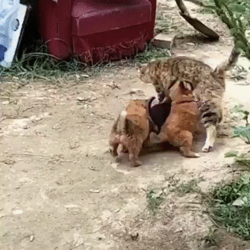 Кормящая мать