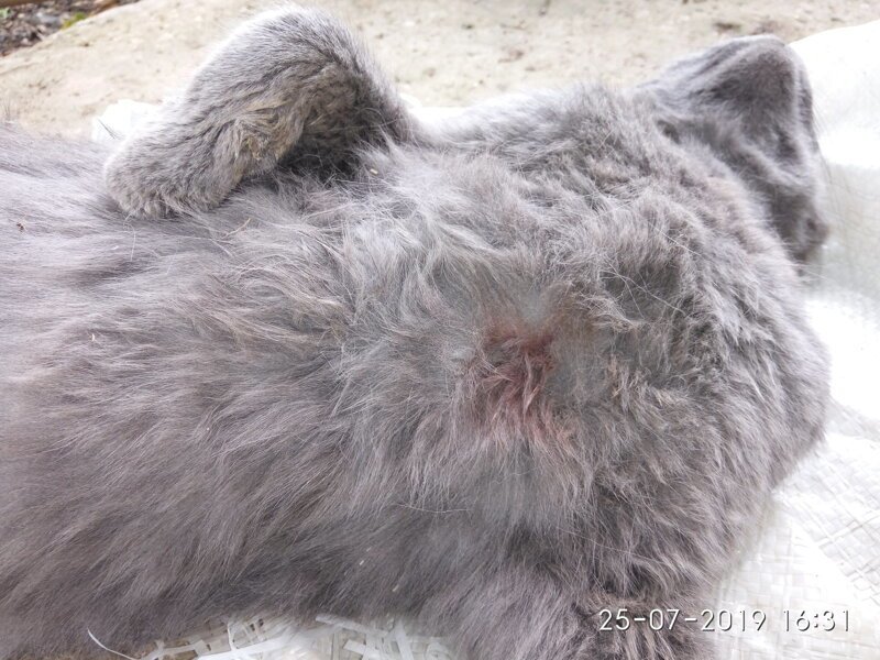 Бродячие собаки в Новой Москве насмерть загрызли мою кошку