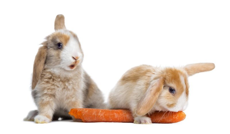 Почему евреи не едят кроликов?