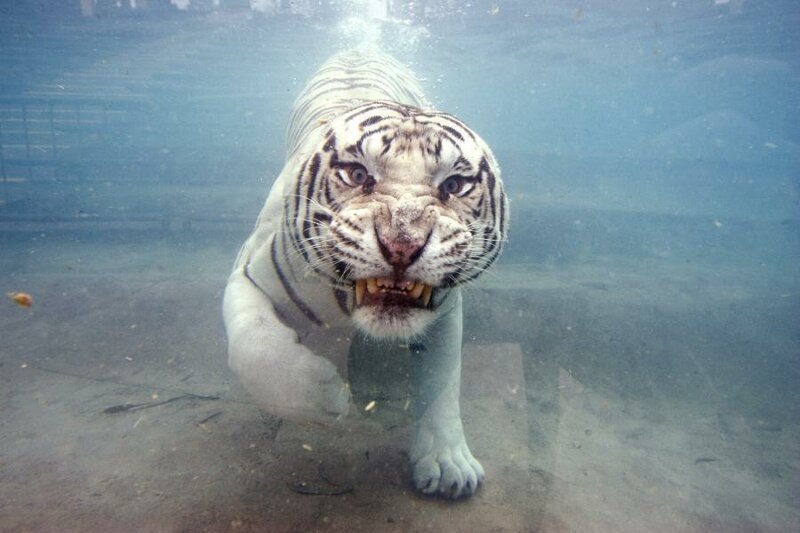 тигр под водой