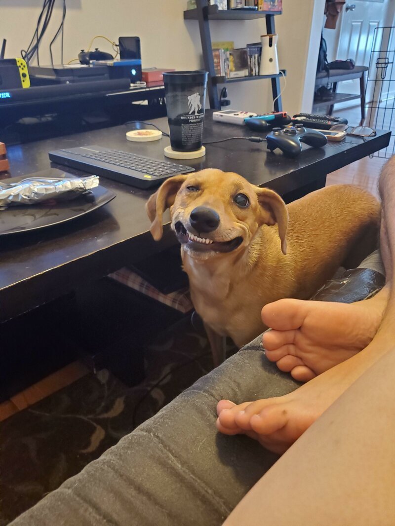 улыбающаяся собака