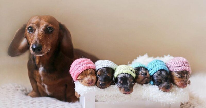 Мама с 6 щенками