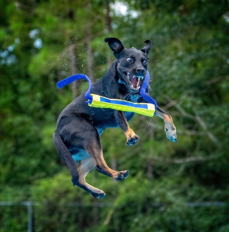  эта прыгающая собака хватается за игрушку