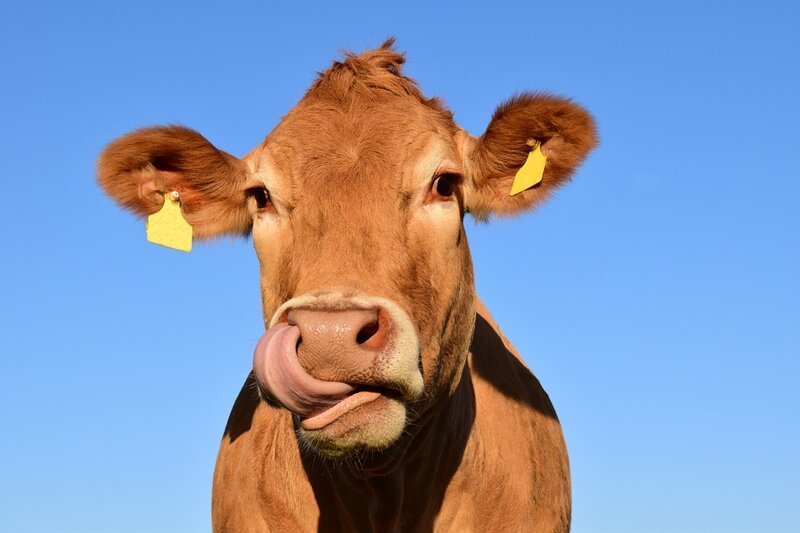 Почему мясо коровы называют говядиной?
