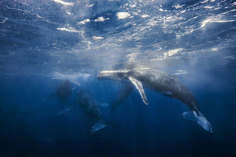 История работы над серией снимков китов