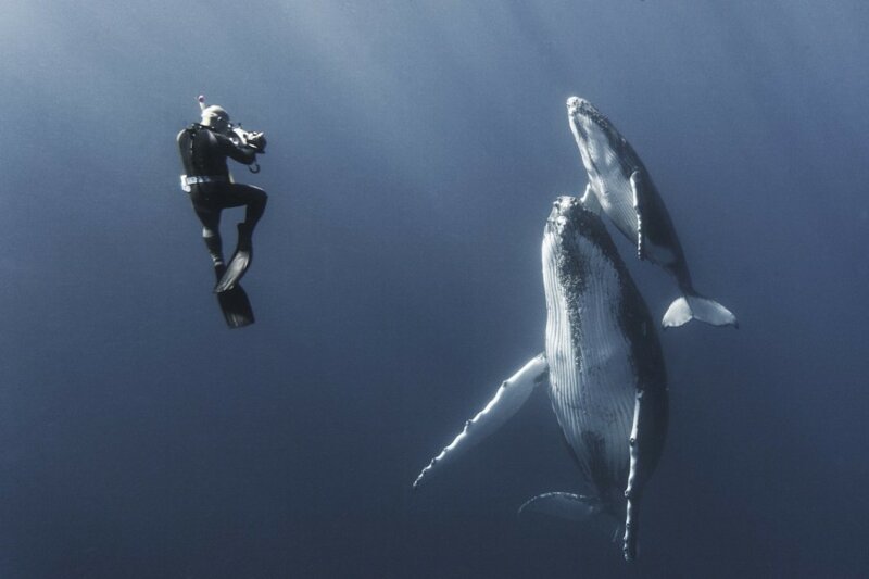 История работы над серией снимков китов