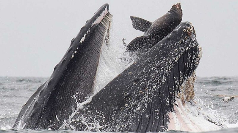 Уникальный момент, когда кит едва не проглатывает морского льва