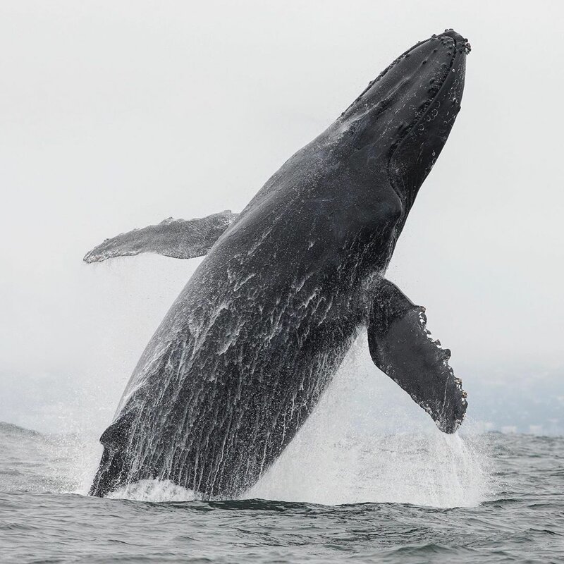 Уникальный момент, когда кит едва не проглатывает морского льва