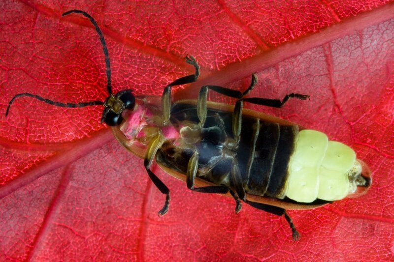 Огненосные щелкуны — тропический род жуков из семейства Щелкуны, характерной особенностью представителей которого является наличие органов свечения