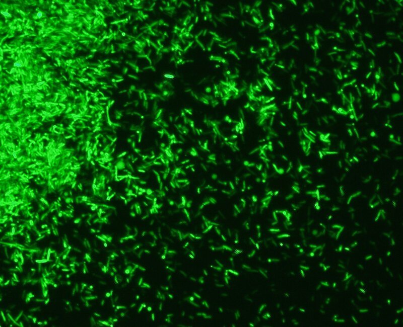 Среди микроскопических организмов есть бактерии, которые излучают свет