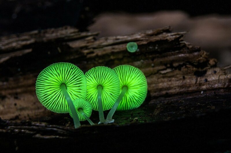 Светящиеся грибы (Mycena lux-coeli)