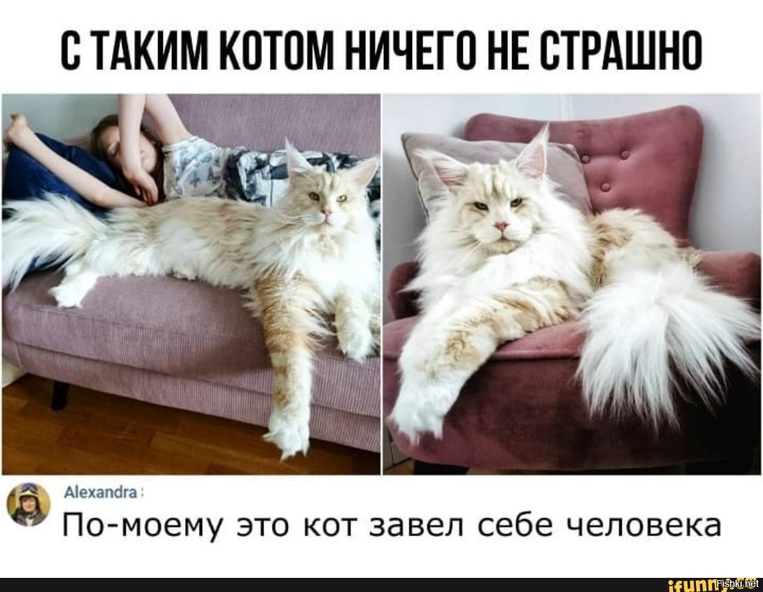 Когда коту делать нечего картинка