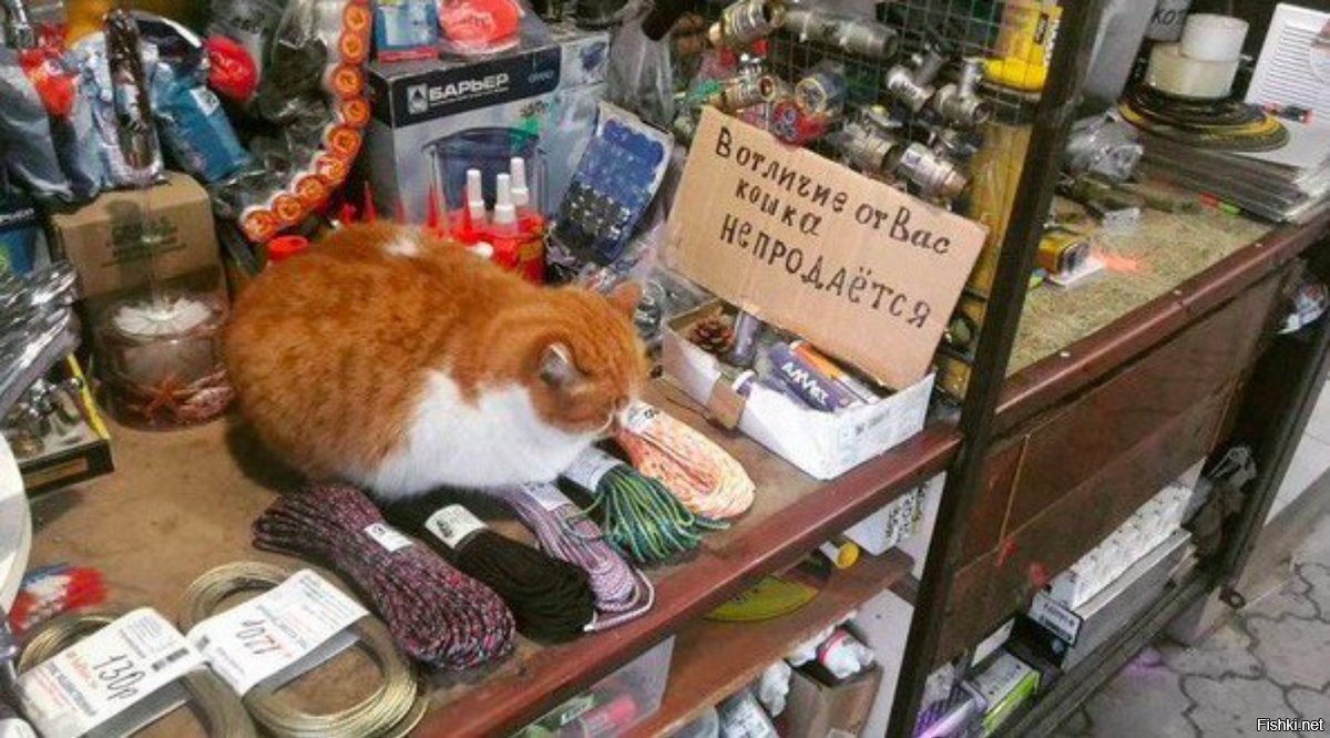 Кот в магазине картинки