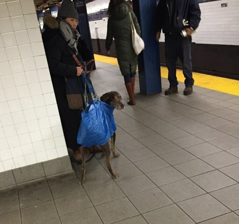 23. В Нью-Йорке запретили ездить с собаками, если они не в сумке. Хозяйка этой собаки красиво обошла запрет