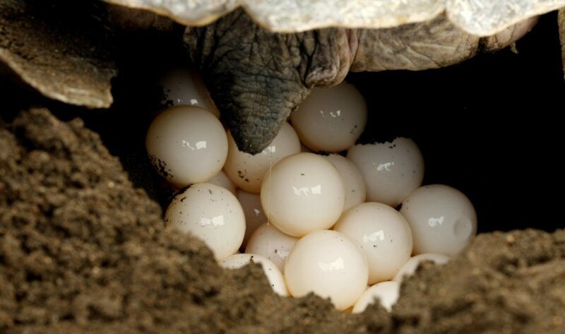 Эволюция подарила черепахам способность приспосабливаться к климатическим изменениям 